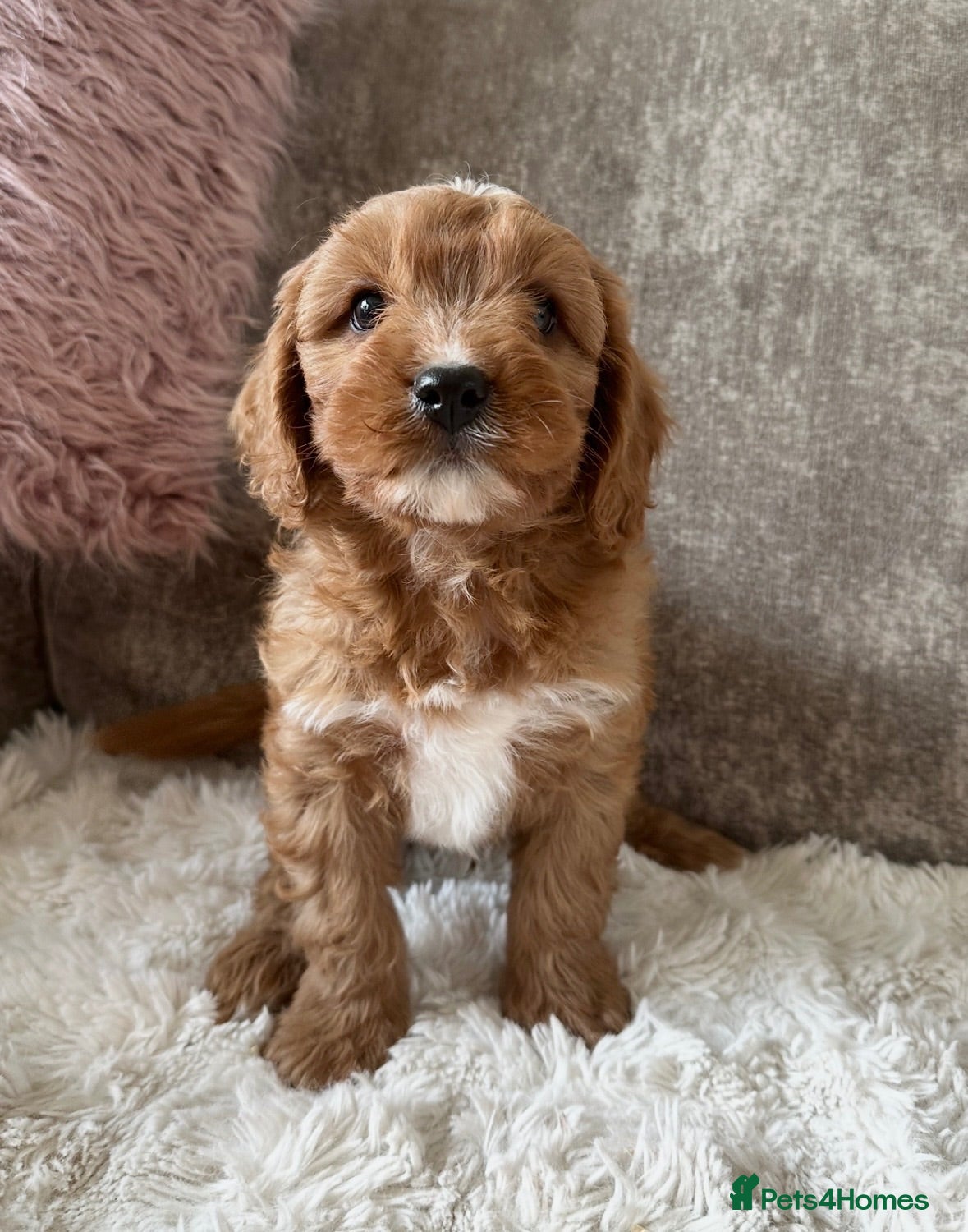 Cavapoo dogs Adorable red Cavapoos  - Advert 3