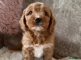 Cavapoo dogs Adorable red Cavapoos - Advert 3