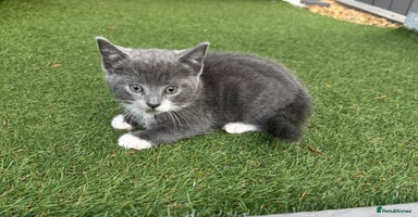 British Shorthair cats - Advert 3