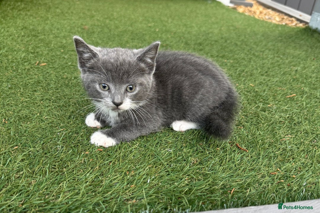 British Shorthair cats for sale: 5 adorable kittens  - Image 2