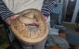 Python Snake reptiles for sale: Royal python Bolton area - Image 7