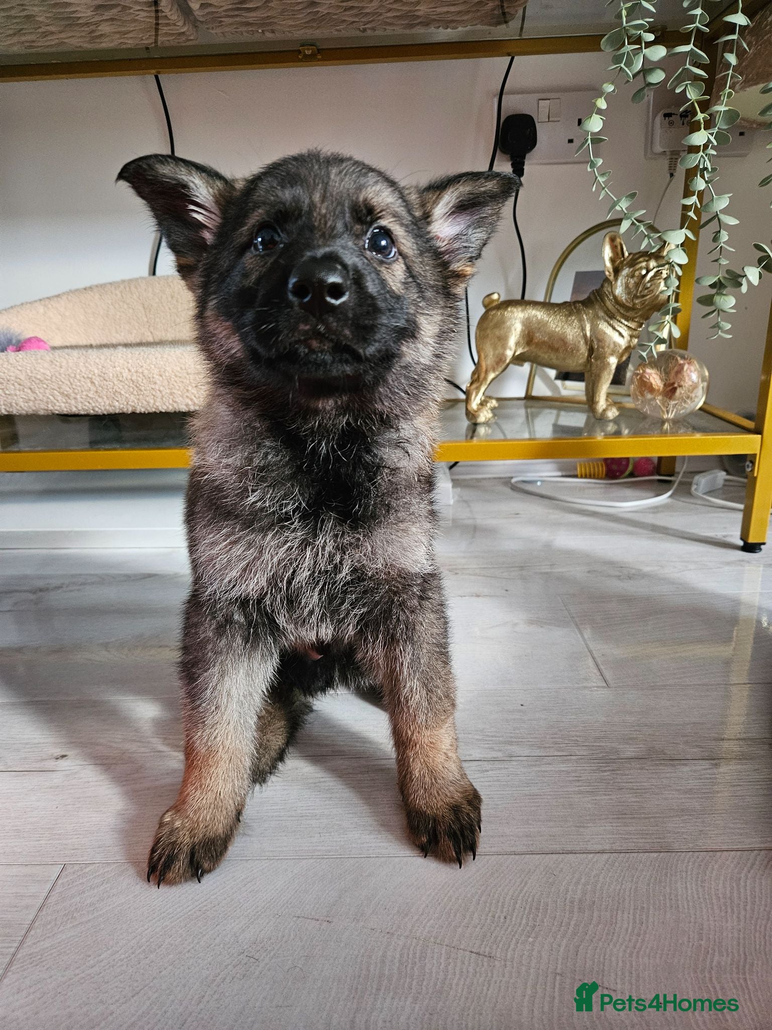 German Shepherd dogs Outstanding Pedigree German Shepherd Puppies - Advert 2