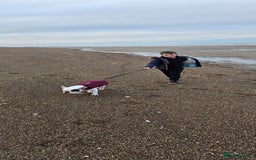 French Bulldog dogs for sale: Gorgeous 9 generation KC French bulldog - Image 6