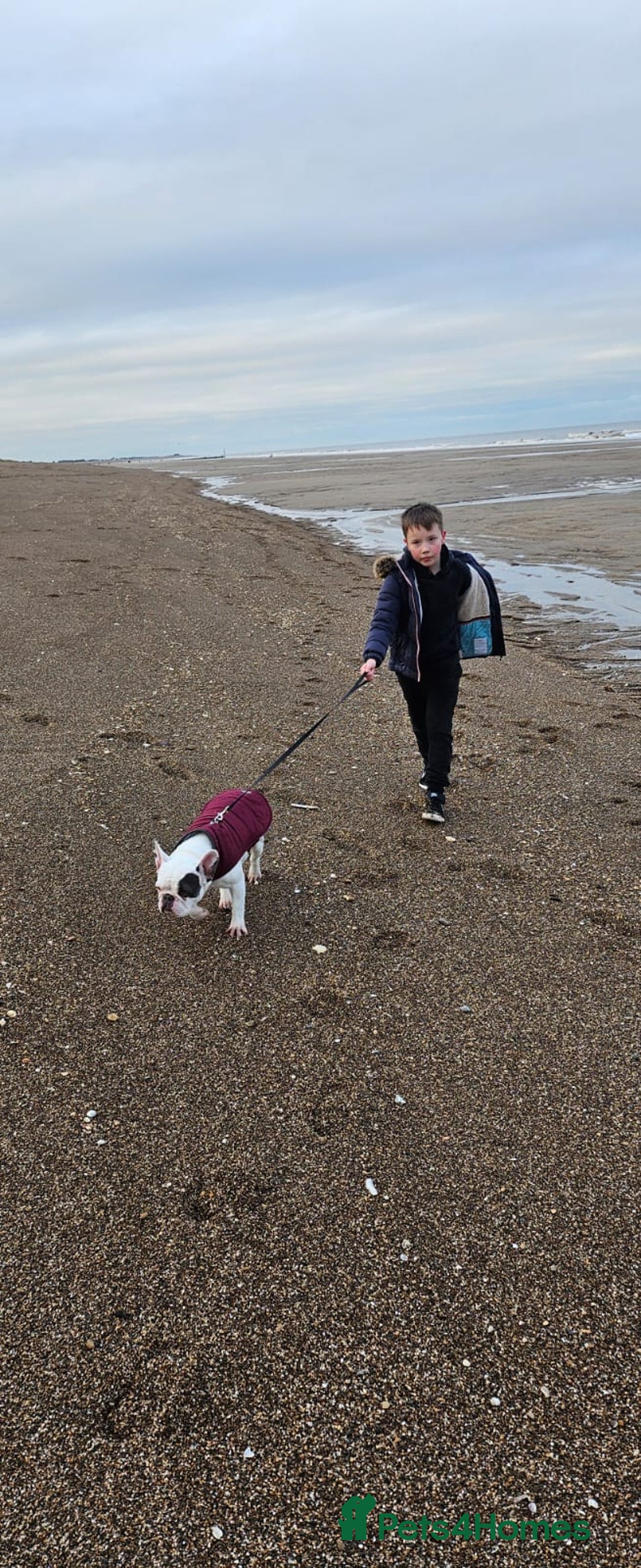 French Bulldog dogs for sale: Gorgeous 9 generation KC French bulldog - Image 6