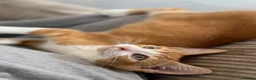 Domestic Shorthair cats for sale: Beautiful Family Friendly Kitten For A New Home - Advert 7
