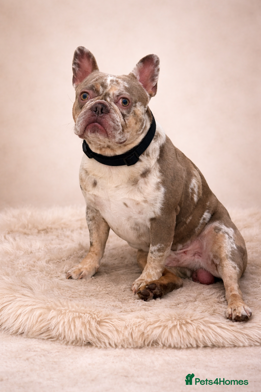 French Bulldog dogs VEGAS- new shade Isabella & tan Merle  - Advert 13