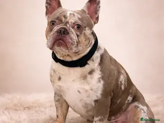 French Bulldog dogs VEGAS- new shade Isabella & tan Merle - Advert 13