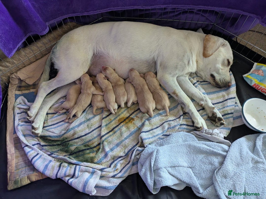 Labrador Retriever dogs for sale: Gorgeous Labrador puppies - Image 2