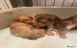 Cockapoo dogs for sale: Beautiful cockapoos - Image 10