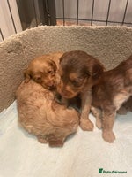 Cockapoo dogs - Advert 1