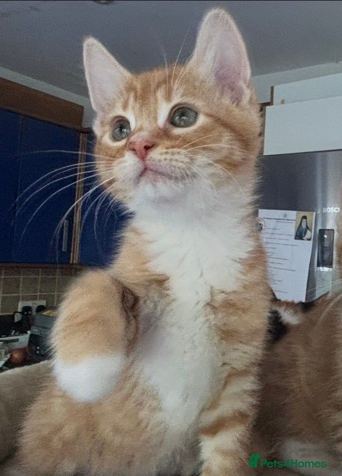 Mixed Breed cats 1/4 Maine Coon Kittens Ready for Loving Families - Advert 6