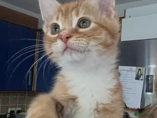 Mixed Breed cats 1/4 Maine Coon Kittens Ready for Loving Families - Advert 6