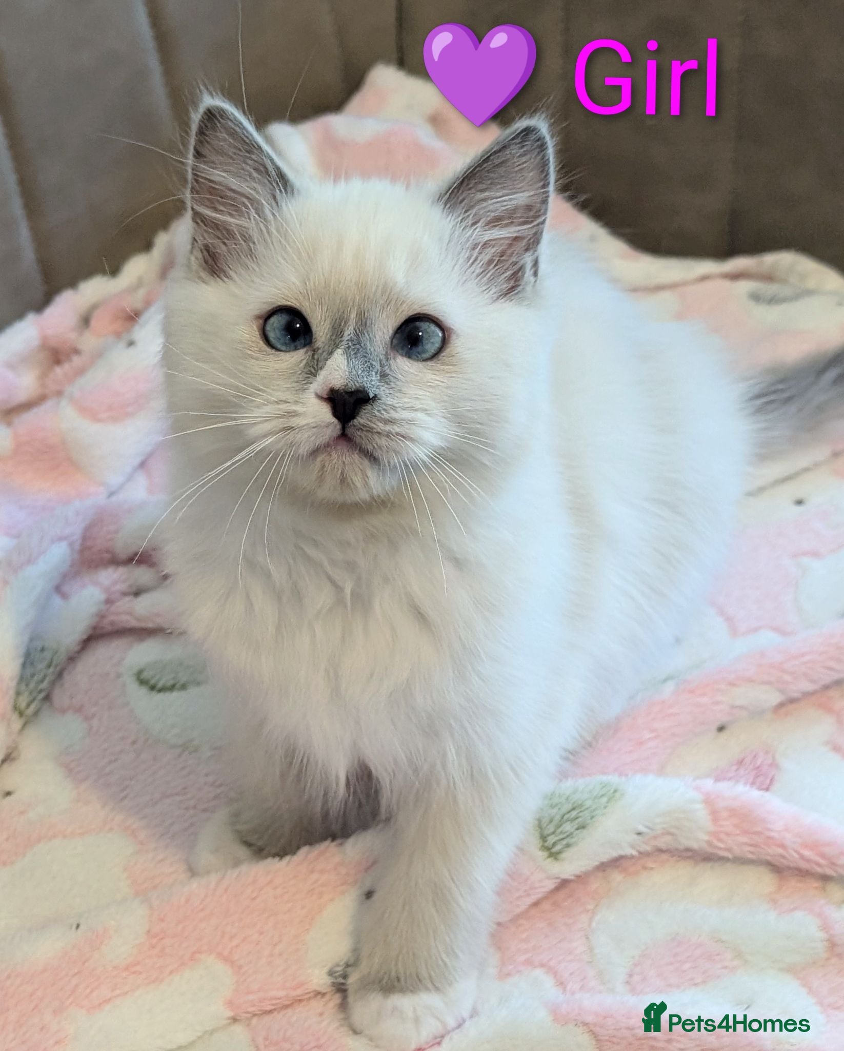 Ragdoll cats 🏆Grandchamp EU TICA Ragdoll kittens  - Advert 6