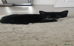Mixed Breed cats for sale: Beautiful friendly kitties 💖 ready for homes 💕 - Image 16