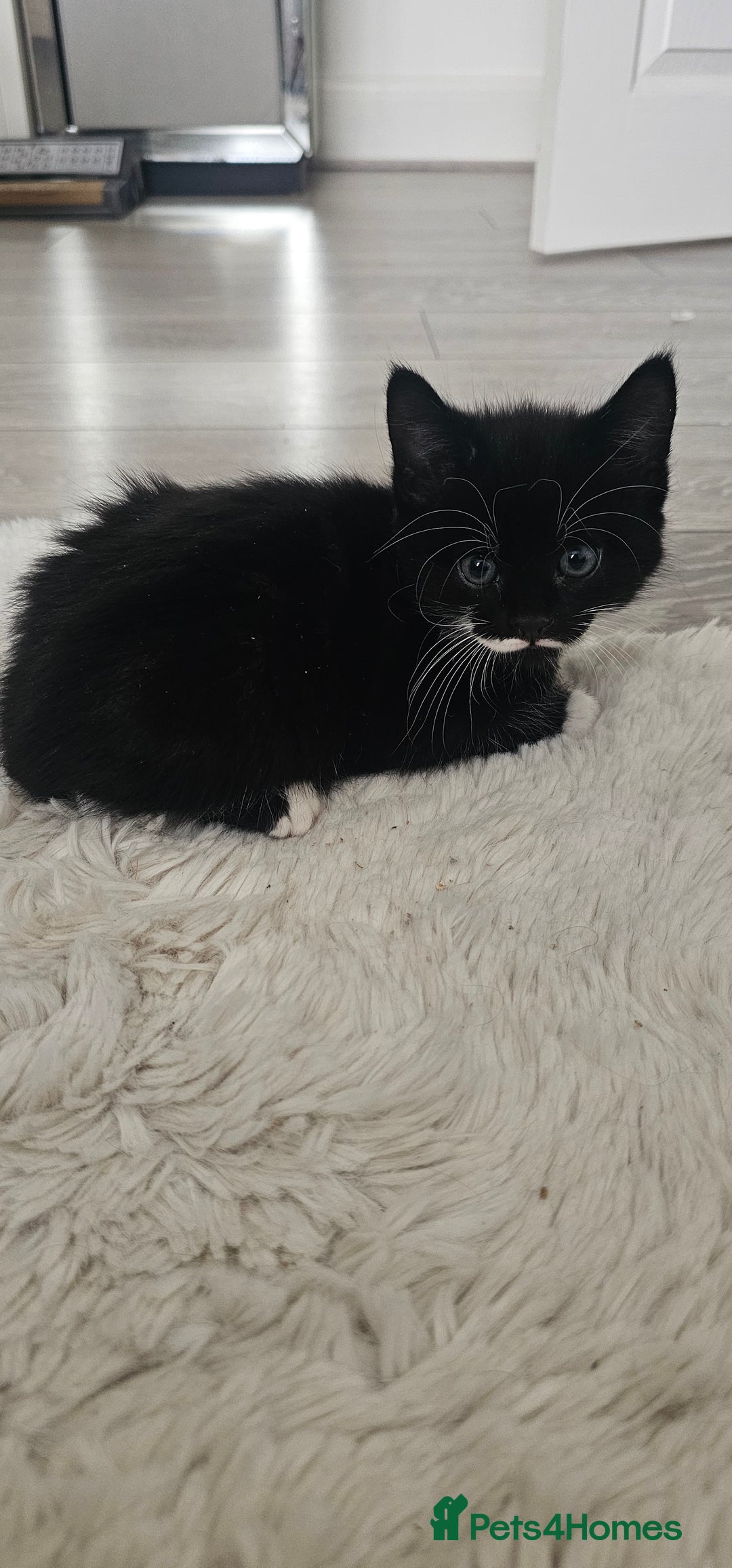 Mixed Breed cats for sale: Beautiful friendly kitties 💖 ready for homes 💕 - Image 16