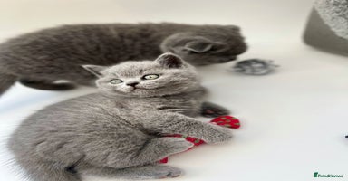 Scottish Fold cats - Advert 10
