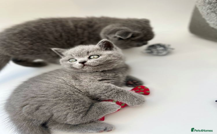 Scottish Fold cats - Advert 2