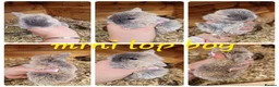Mini Lop rabbits for sale: Mini lop babies available for reserve  - Advert 3