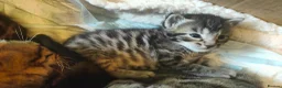 Mixed Breed cats for sale: Half Bengal kittens - Advert 16