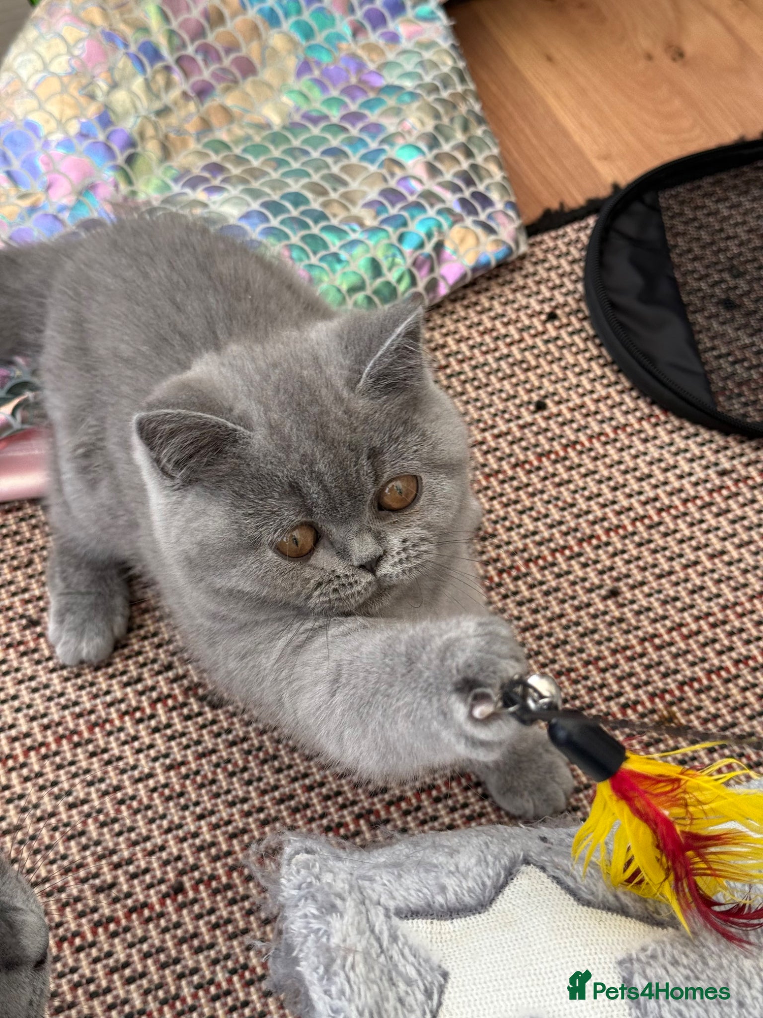British Shorthair cats for sale: Pedigree British Shorthair Kittens ready to go! - Advert 13