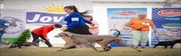 Weimaraner dogs for stud: Braveheart Duma Kazana PROVEN STUD DOG   in Edinburgh - Advert 6