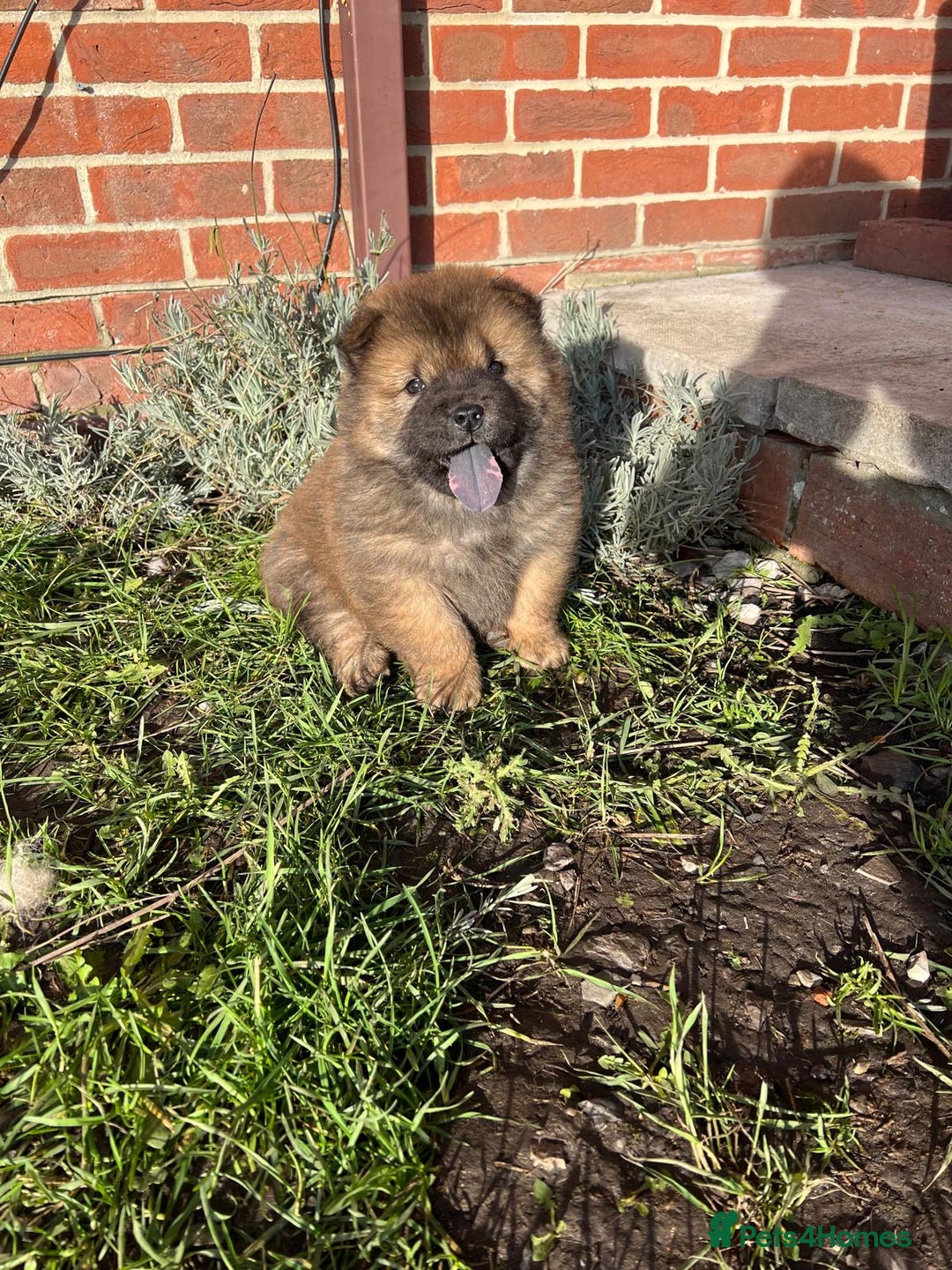Chow Chow dogs for sale: Gorgeous Chow Chow Puppies Raised in a loving Home - Advert 24