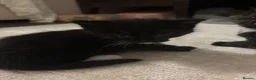 British Shorthair cats for sale: 5 beautiful female kittens  - Advert 13