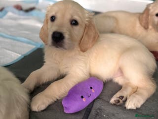 Golden Retriever dogs Champion line-KC Reg. Golden Retriever Puppies💖💙 - Advert 12