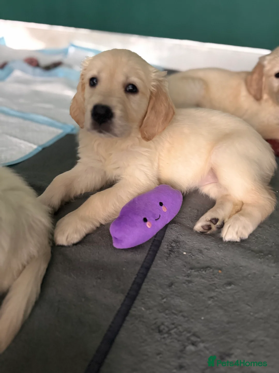 Golden Retriever dogs for sale: Champion line-KC Reg. Golden Retriever Puppies💖💙 - Advert 10