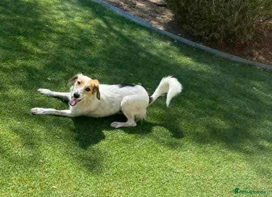 Mixed Breed dogs for adoption: Georgie needs a loving home  - Image 7