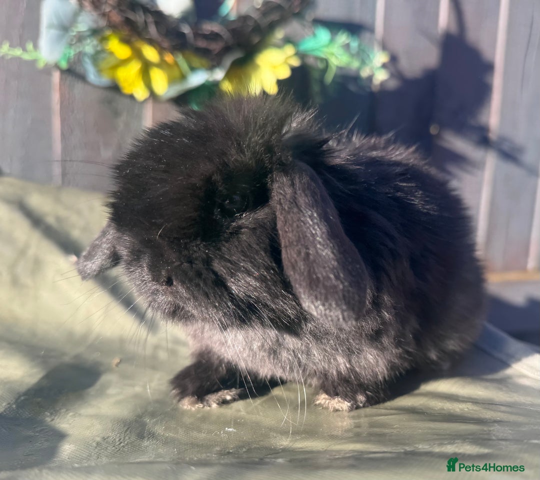 Mini Lop rabbits for sale: gorgeous mini lop babies  - Advert 7