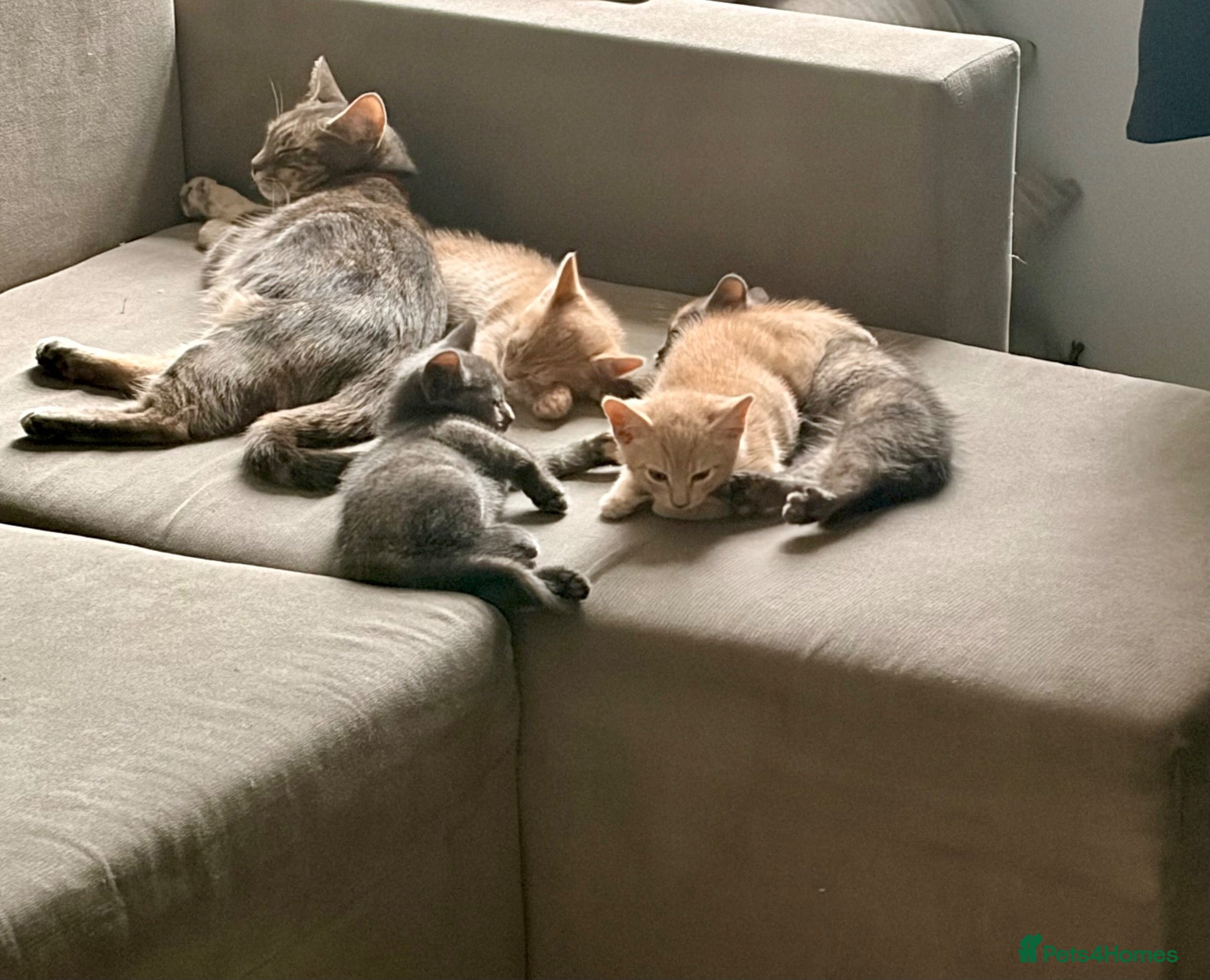 Mixed Breed cats 🐾 Beautiful Kittens Looking for Loving Homes! 🐾 - Advert 1
