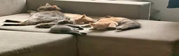 Mixed Breed cats for sale: 🐾 Beautiful Kittens Looking for Loving Homes! 🐾 - Advert 1