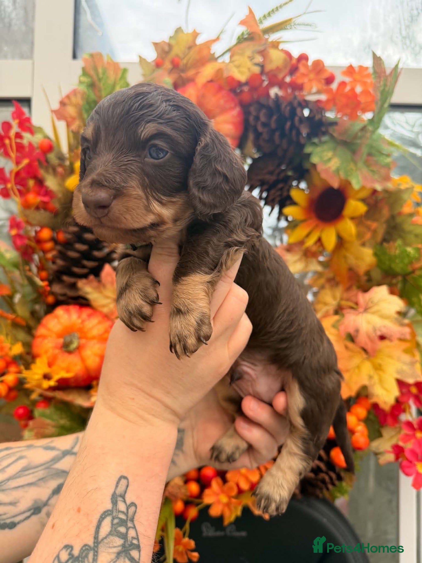 Miniature Dachshund dogs Long hair miniature daschund puppies for sale - Advert 18
