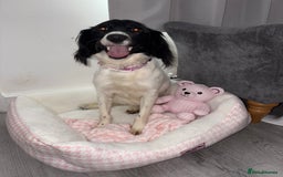 Mixed Breed dogs for sale: Female dog for sale  - Image 2