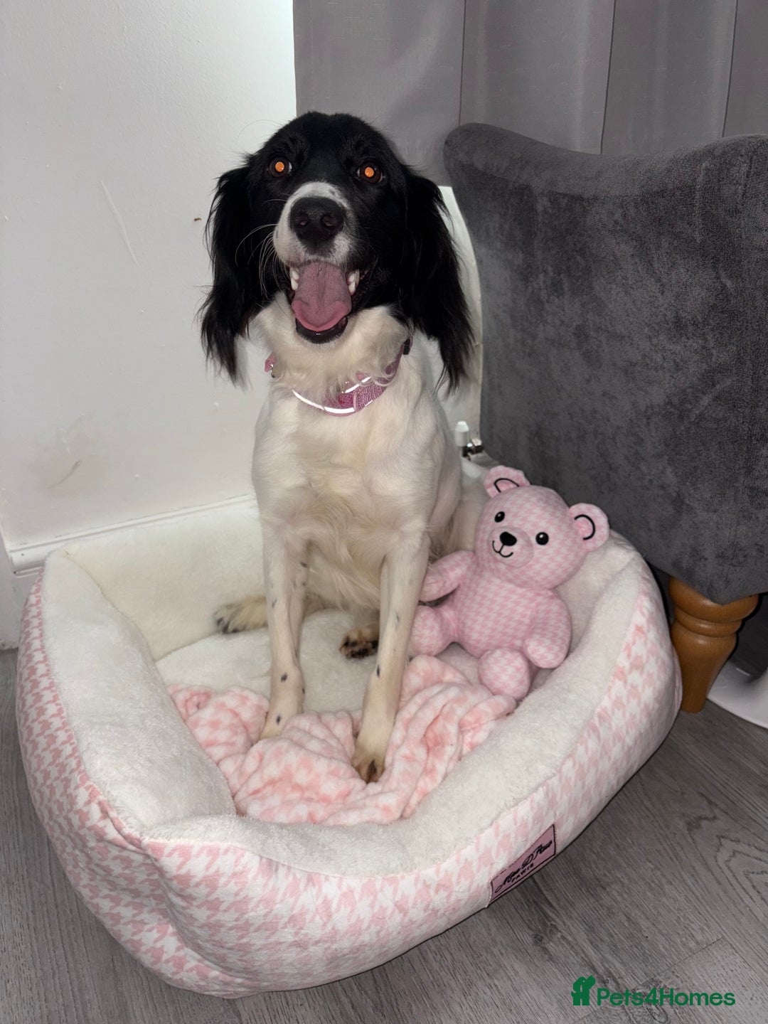 Mixed Breed dogs for sale: Female dog for sale  - Image 2