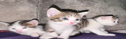 Mixed Breed cats for sale: Beautiful Tabby Mix Kittens  - Advert 5