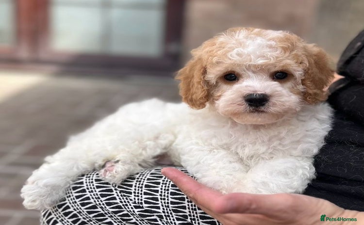 Cavapoo dogs - Advert 1