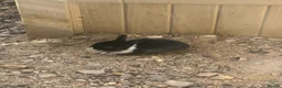 Tri Coloured Dutch rabbits for sale: Dutch rabbits  in Milton Keynes - Advert 3