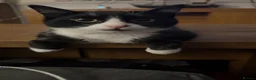 Mixed Breed cats for sale: *£0* 2 cats. Brother and sister  - Advert 5