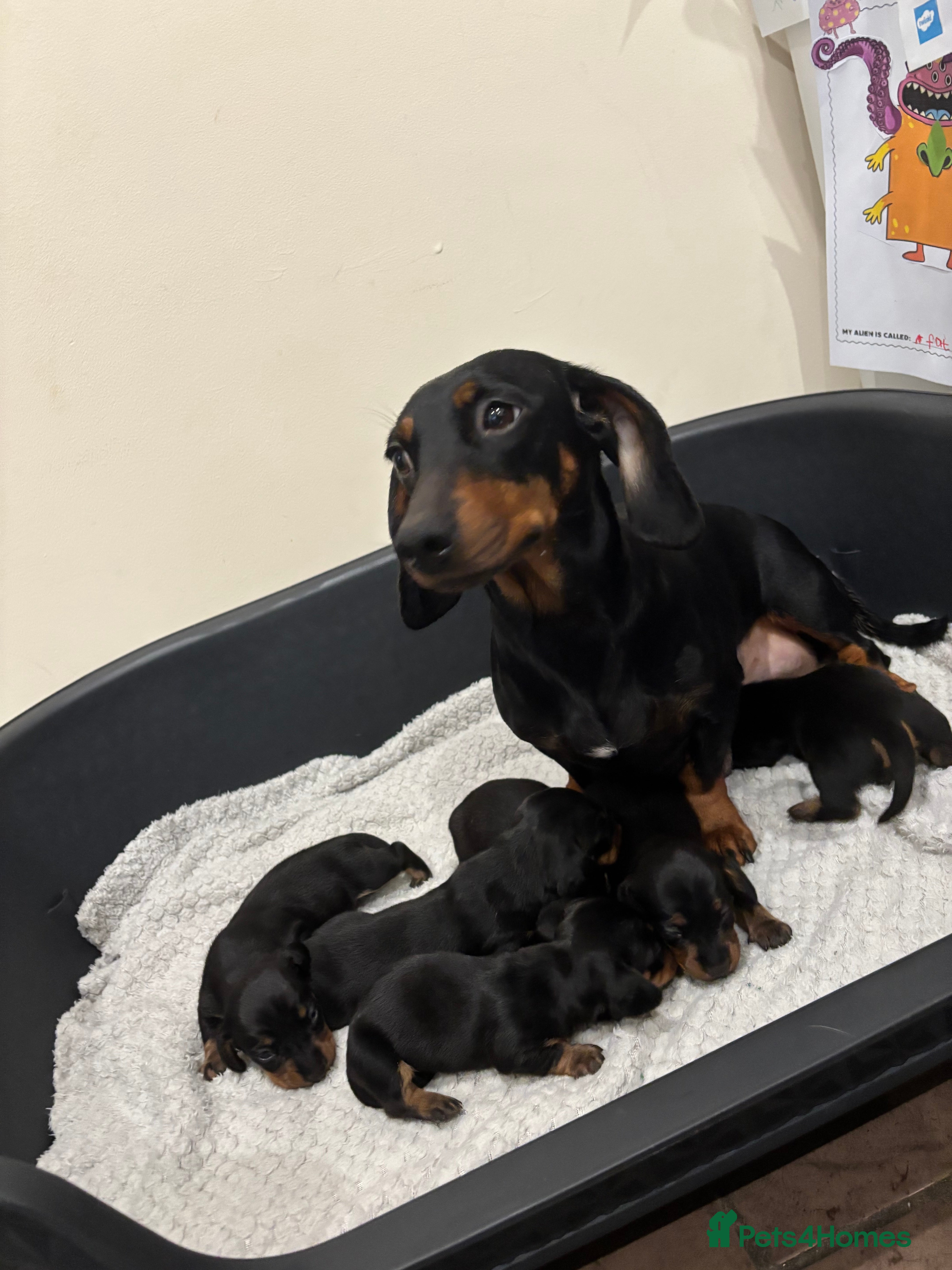 Dachshund dogs Dachshund puppies ready this week! - Advert 13