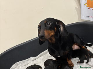 Dachshund dogs Dachshund puppies ready this week! - Advert 1