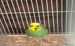 Budgerigars birds for sale: Pair of lovely budgies with large cage for sale  - Image 1