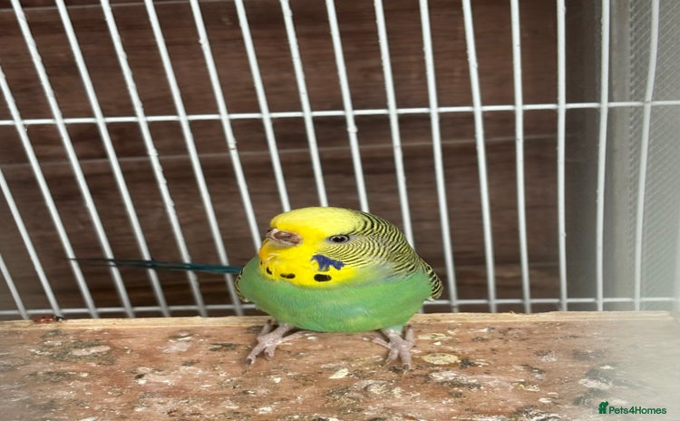 Budgerigars birds - Advert 2