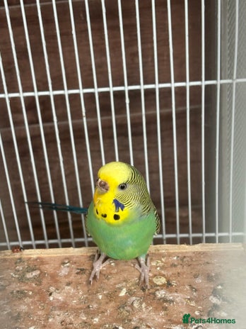 Budgerigars birds - Advert 2