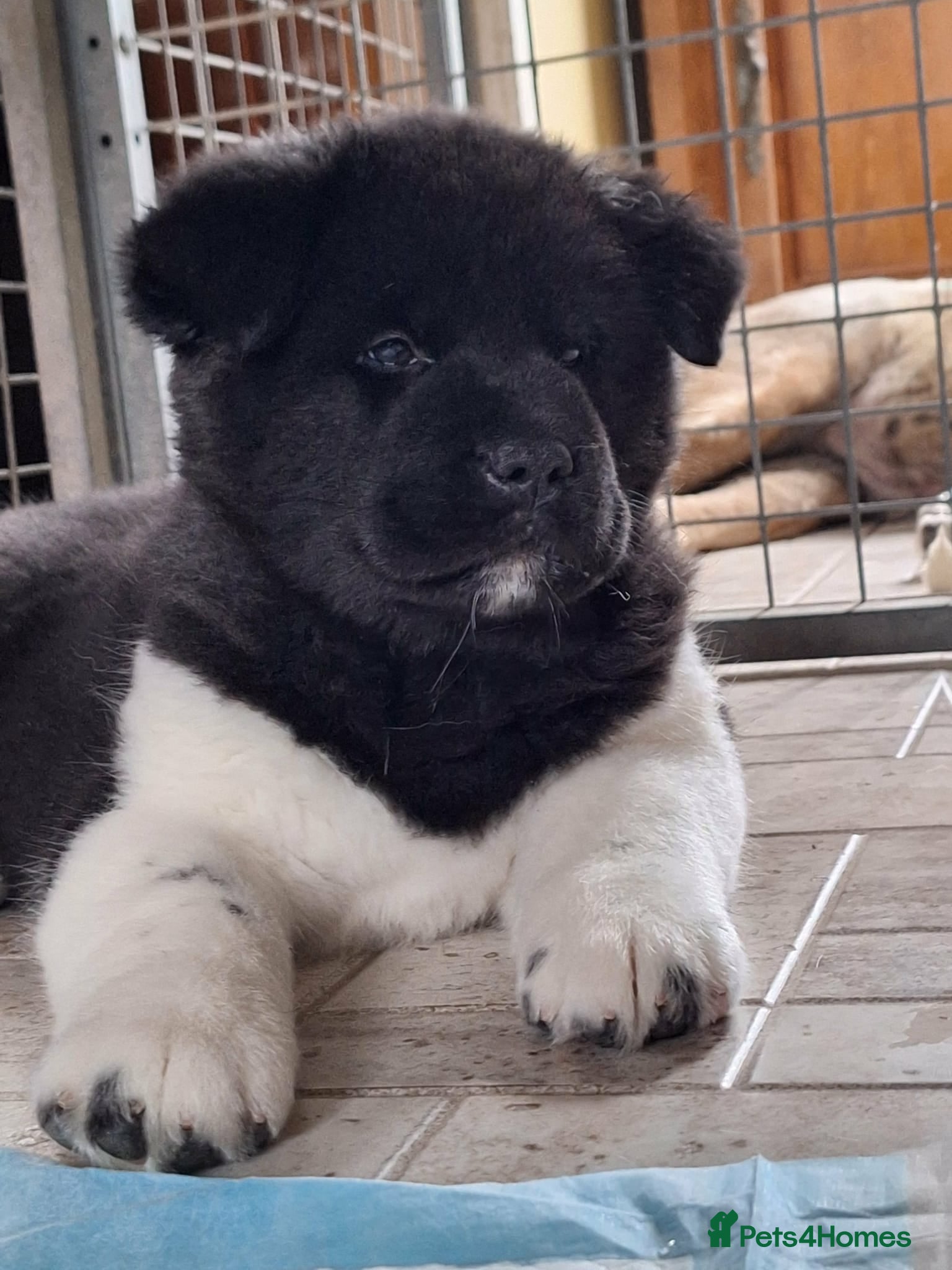 Akita dogs Quality Akita Baby Girl (KC Registered) - Advert 1