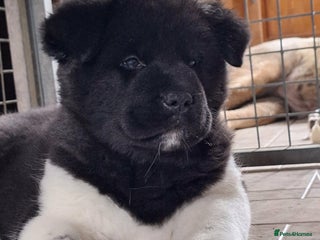 Akita dogs Quality Akita Baby Girl (KC Registered) - Advert 6