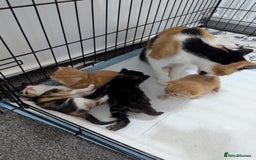 Mixed Breed cats for sale: Beautiful kittens - Image 6