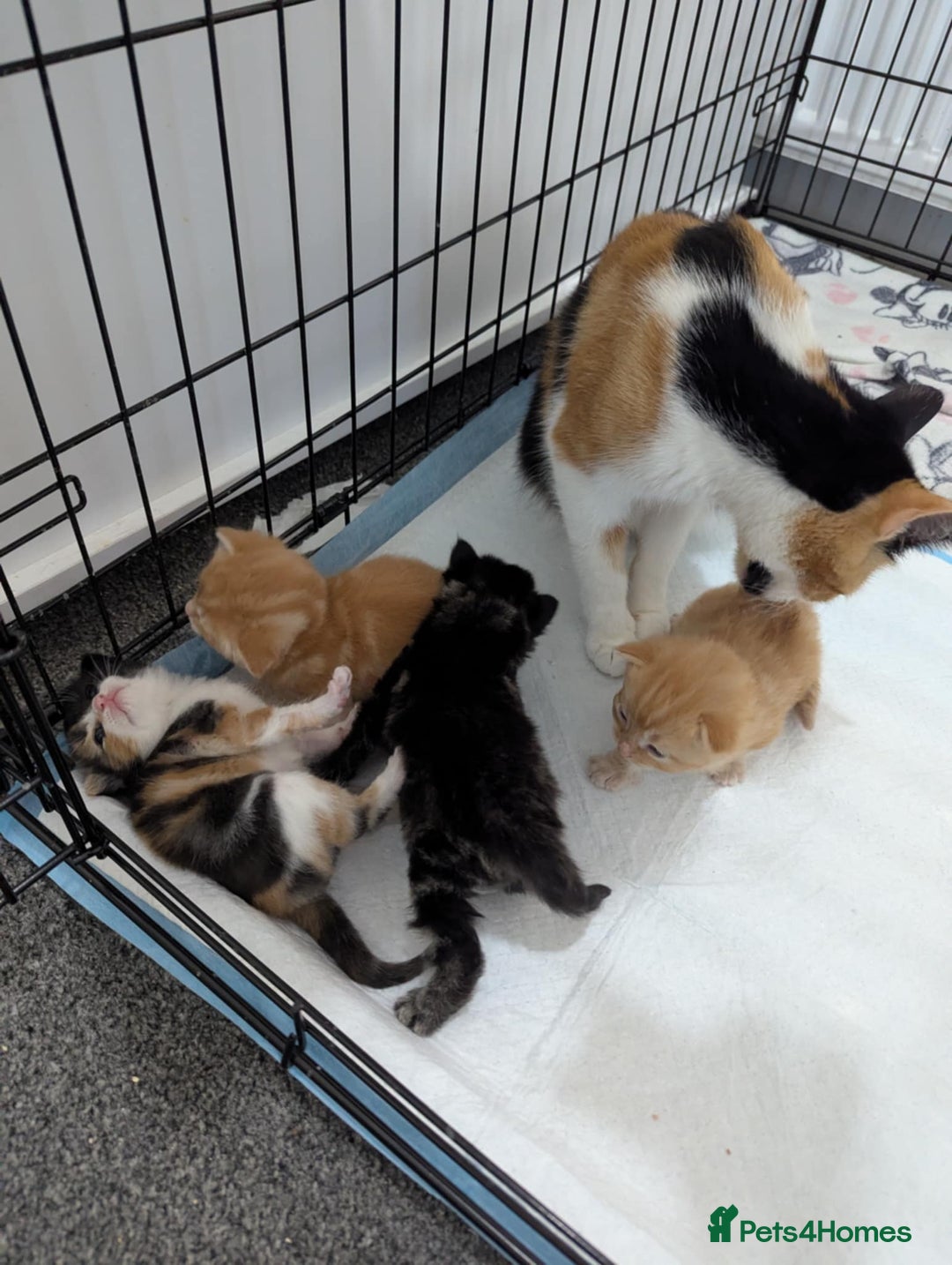 Mixed Breed cats for sale: Beautiful kittens - Image 6