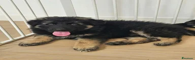 German Shepherd 1
